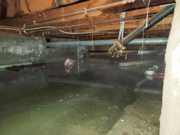Best Flood damage cleanup  in Webster, TX