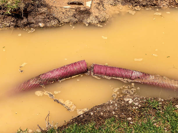 Best Professional water damage repair  in Webster, TX